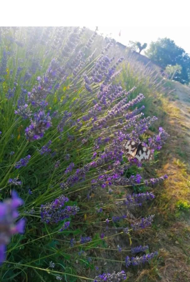 La Lavanda Di Poppi-Mini Appartamento Esterno foto