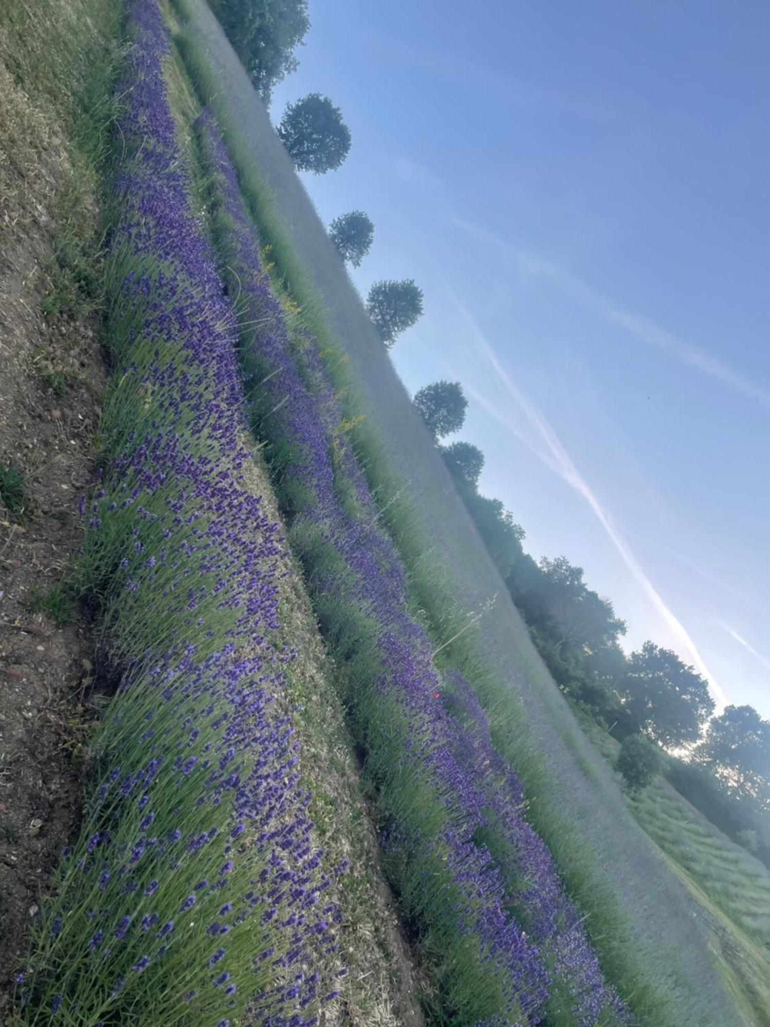 La Lavanda Di Poppi-Mini Appartamento Esterno foto